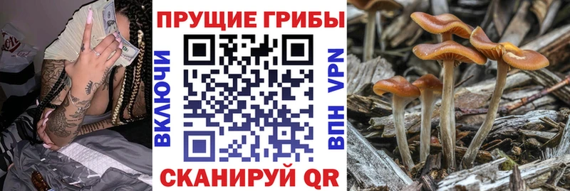 Галлюциногенные грибы Cubensis Донской